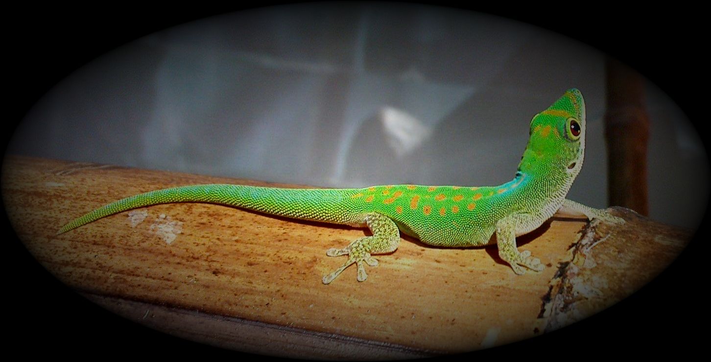 Phelsuma pasteuri